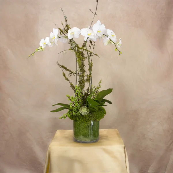 Phalenopsis Duet