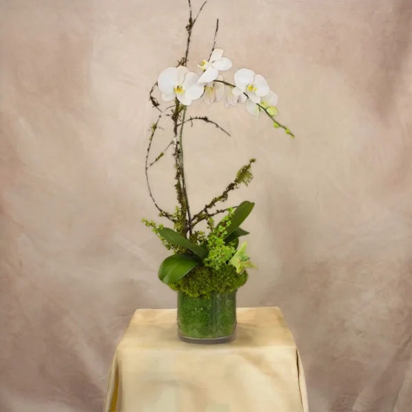 Phalenopsis Solo