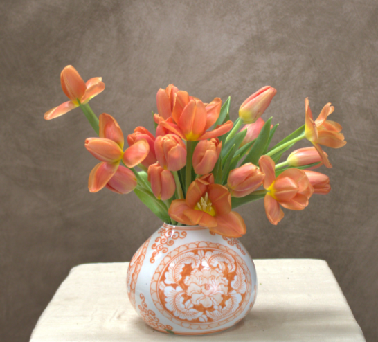 Tangiers Tulipe