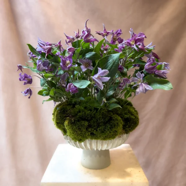 Violette